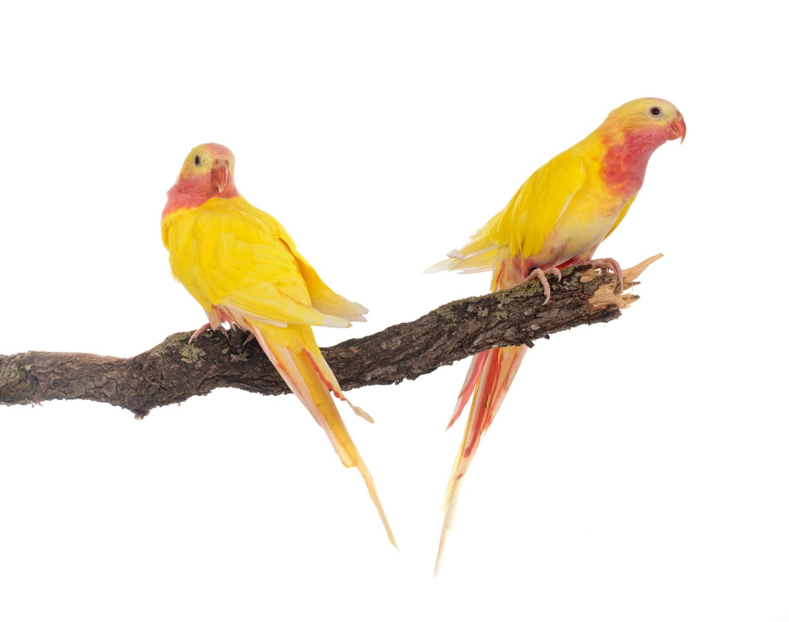 Voliéry pre vtákov Voliéry pre vtákov